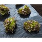 Nature Abdeckfolie 4x6 m 100µ Schwarz Nature Abdeckfolie 4x6 m 100µ Schwarz